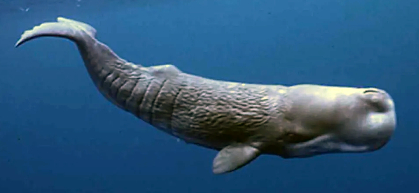 Sperm Whale