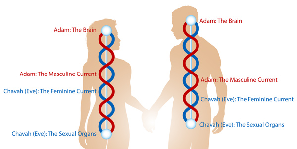adam and eve currents
