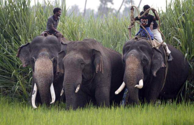 elephants