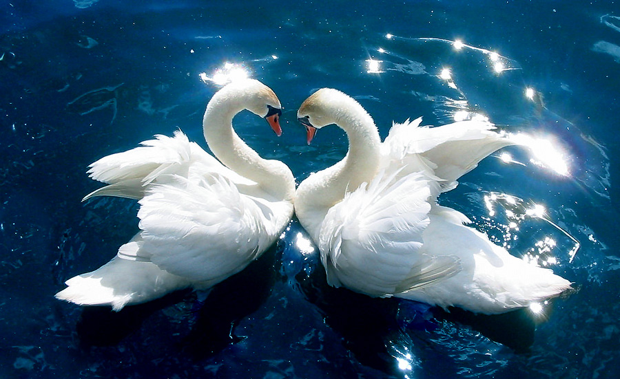 swans