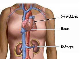 Heart-and-Kidneys